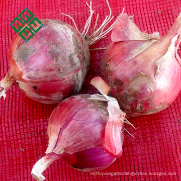 fresh small red onion